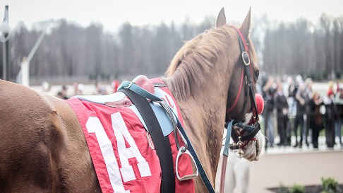 Race horse in paddock