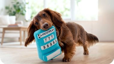Dog with a toy